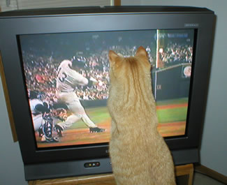 A-Rod the cat meets A-Rod the ballplayer, who is hitting a home run against the Mariners